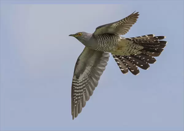 Common Cuckoo flying, Cuculus canorus, Italy