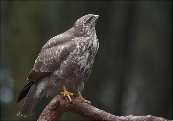 Common Buzzard perched on a branch, Buteo buteo, The Netherlands
