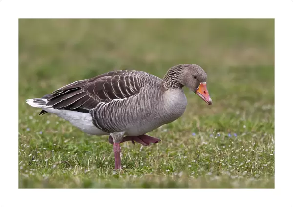 Greylag Goose, Anser anser, Italy