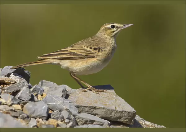 Tawny Pipit on a rock, Anthus campestris, Spain