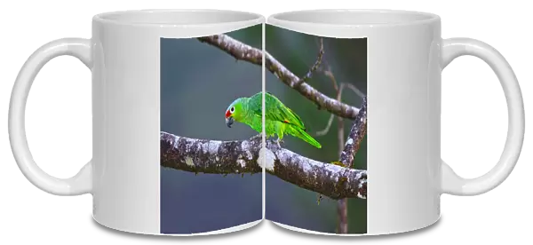 Red-lored amazon