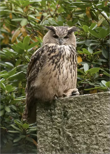 Eurasian Eagle Owl perched on a stone, Germany