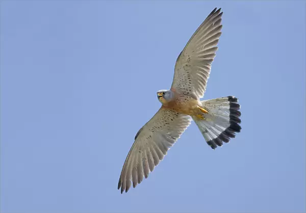 Lesser Kestrel male in flight, Falco naumanni, Italy