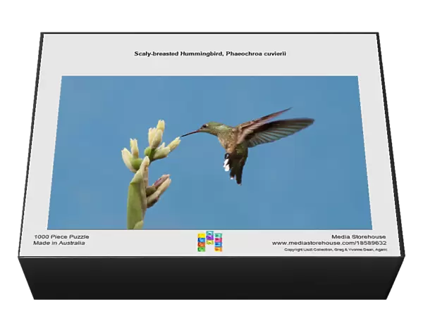 Scaly-breasted Hummingbird, Phaeochroa cuvierii