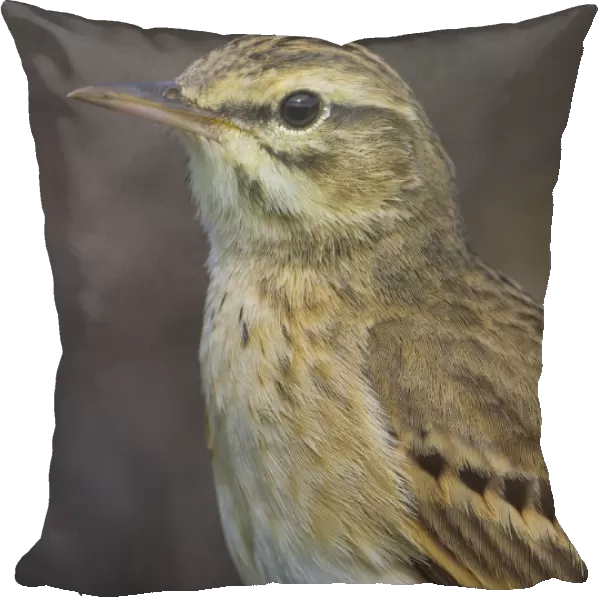 Tawny Pipit, Anthus campestris, Italy