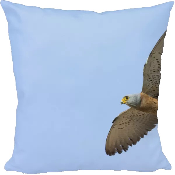 Lesser Kestrel male in flight, Falco naumanni, Italy