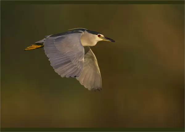 Adult Night Heron in flight, Italy