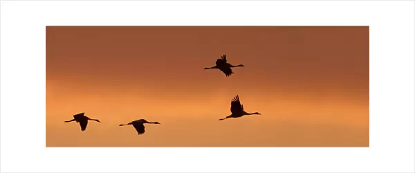Flock of flying Common Cranes against evening sky, Grus grus, Germany