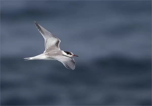 First-winter Common Tern, Sterna hirundo), Sterna hirundo, Portugal