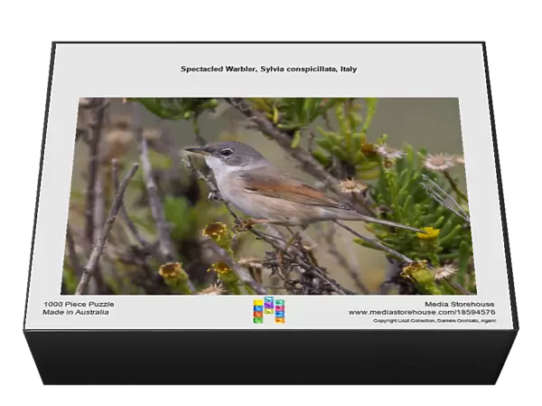 Spectacled Warbler, Sylvia conspicillata, Italy