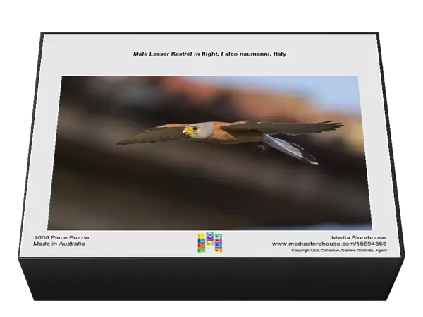 Male Lesser Kestrel in flight, Falco naumanni, Italy