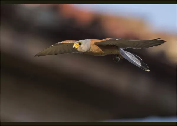 Male Lesser Kestrel in flight, Falco naumanni, Italy