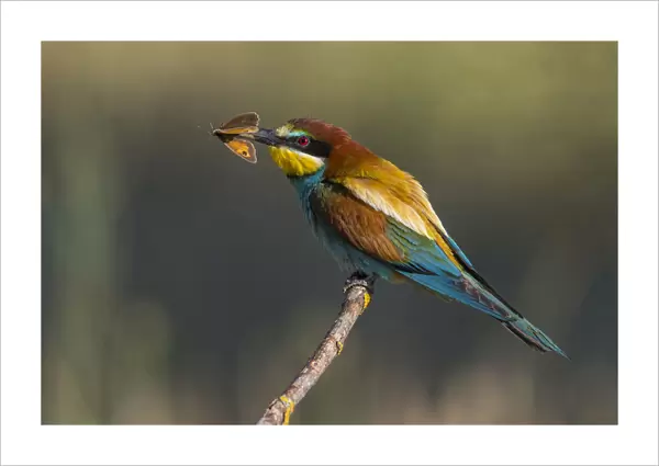 European Bee-eater with Butterfly, Merops apiaster, Italy