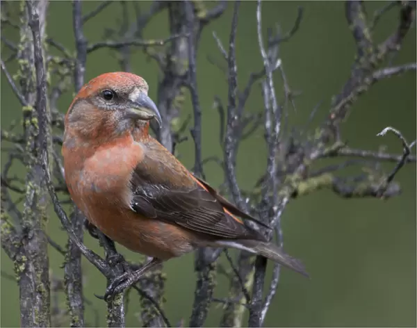 Male Red Crossbill at branch, Loxia curvirostra, The Netherlands