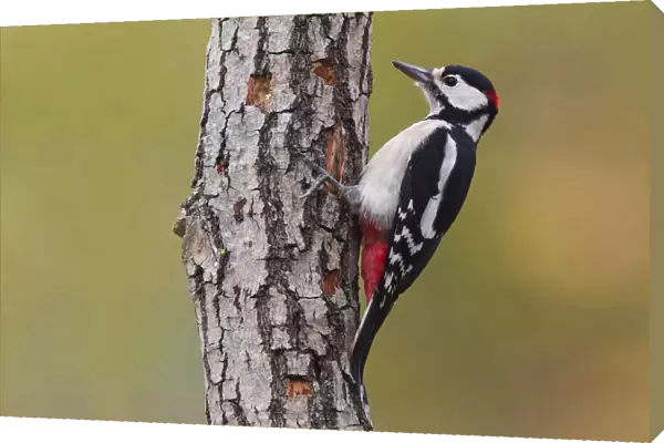 Great Spotted Woodpecker, Dendrocopos major, Italy