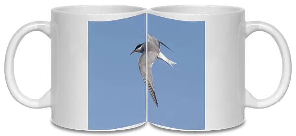 Common Tern, Sterna hirundo, Russian Federation