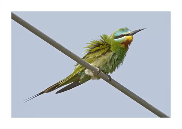 Blue-cheeked Bee-eater perched Oman, Merops persicus, Sultanate of Oman