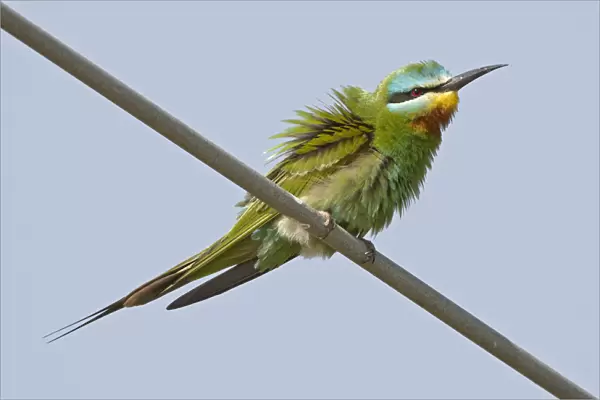 Blue-cheeked Bee-eater perched Oman, Merops persicus, Sultanate of Oman