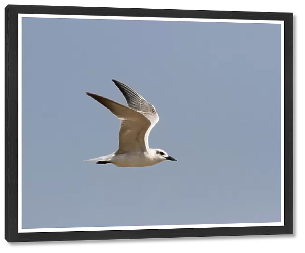 Immature Gull-billed Tern (Gelochelidon nilotica) in flight, Gelochelidon nilotica, India