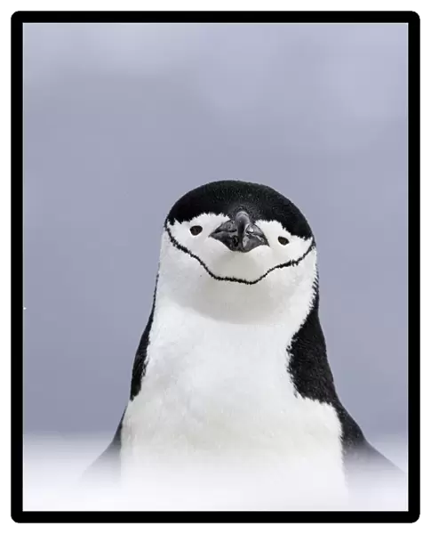 Chinstrap Penguin, Pygoscelis antarcticus