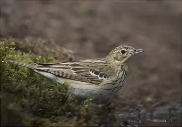 Tree Pipit at drinking site, Anthus trivialis, The Netherlands