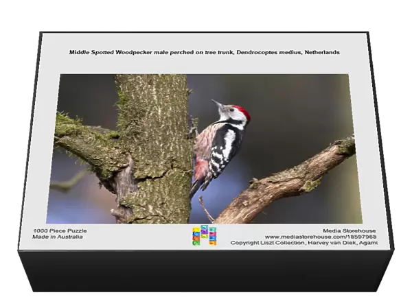 Middle Spotted Woodpecker male perched on tree trunk, Dendrocoptes medius, Netherlands