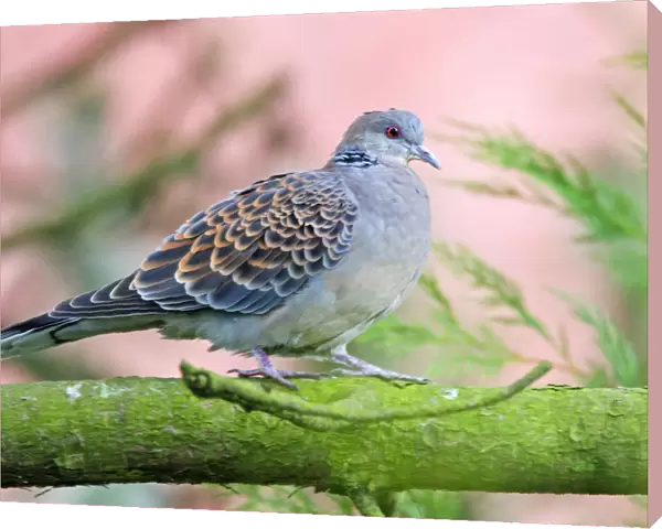 Oriental Turtle-dove perched in tree, Netherlands
