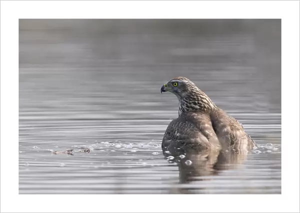 Northern Goshawk taking a bath, Accipiter gentilis
