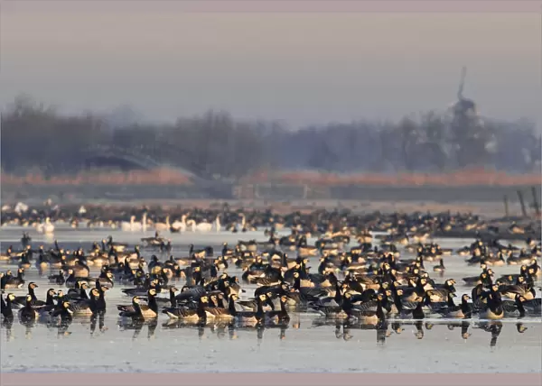 Group of Barnacle Geese in polder, The Netherlands