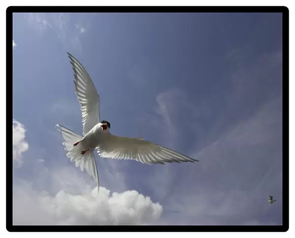 Arctic Tern adult flying, Sterna paradisaea
