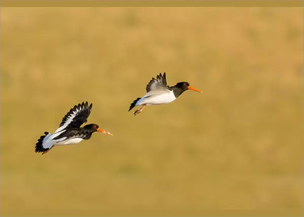 Eurasian Oystercatchers in flight, Haematopus ostralegus