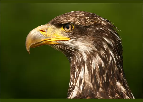 White-tailed Eagle close-up, Haliaeetus albicilla