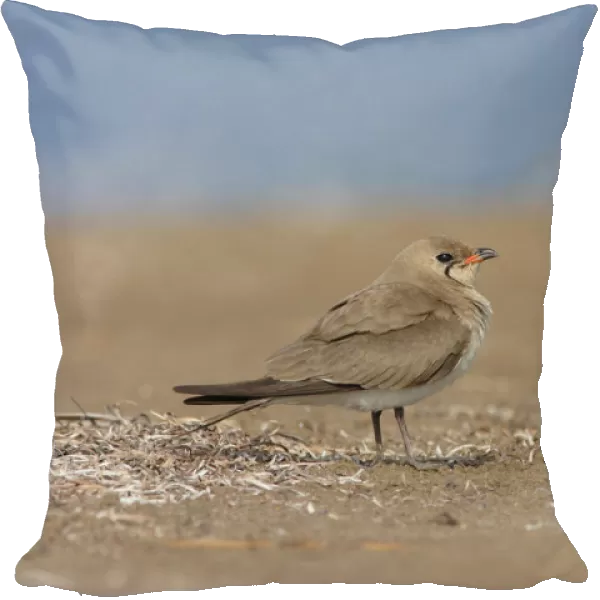 Adult Collared Pratincole perched on the ground, Glareola pratincola