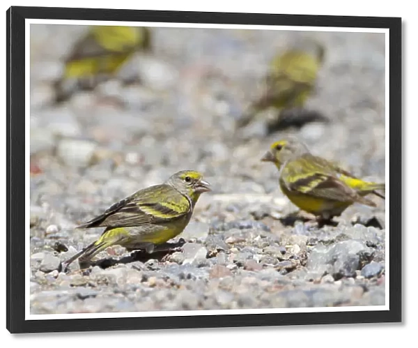 Citril Finch in the Spanish Pyrenees, Carduelis citrinella, Spain