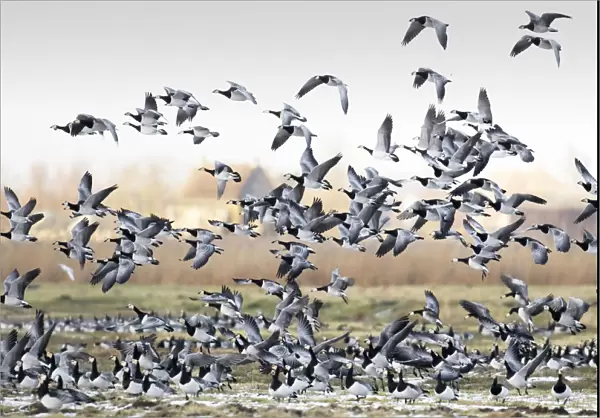 Large group of wintering Barnacle Geese, The Netherlands