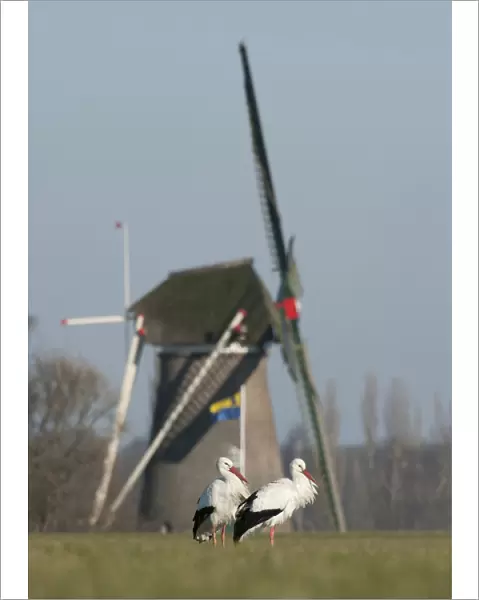 White Stork in Dutch Landscape, Ciconia ciconia, The Netherlands