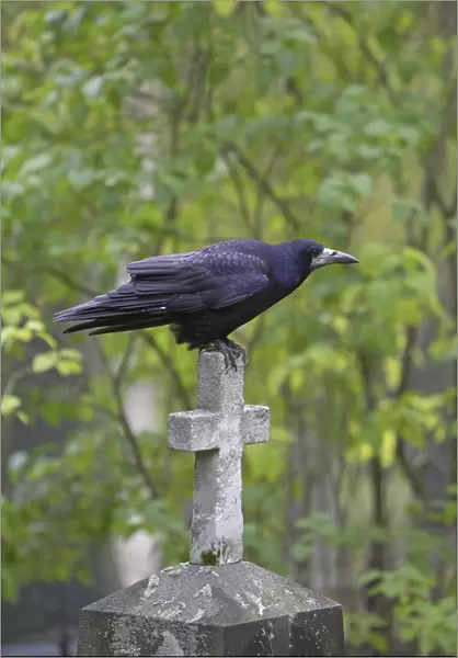 Rook perched on gravestone, Corvus frugilegus
