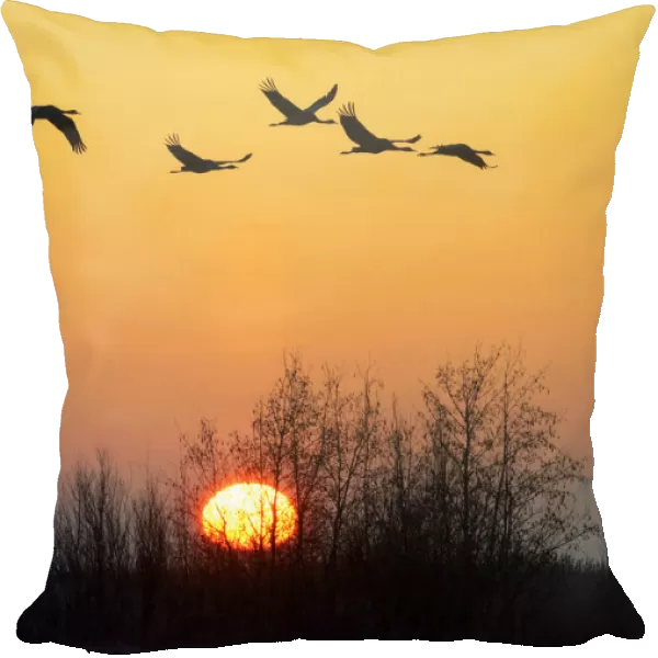 Common Cranes flying in sunset, Grus grus