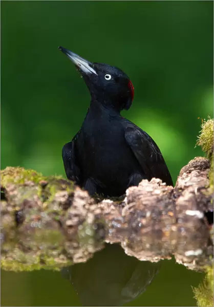 Black Woodpecker, Dryocopus martius