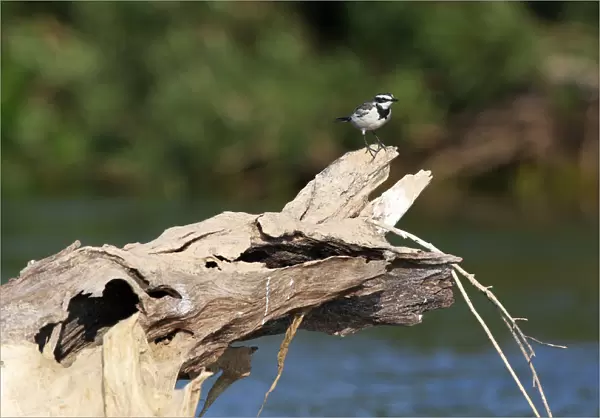 The Mekong wagtail is found in the Mekong valley of Cambodia and Laos, and is a non-breeding visitor to Thailand