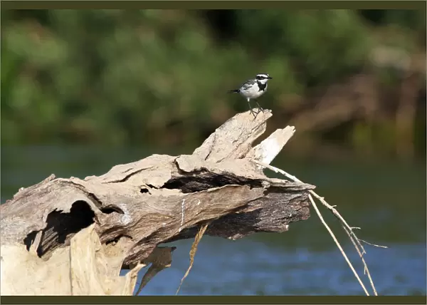 The Mekong wagtail is found in the Mekong valley of Cambodia and Laos, and is a non-breeding visitor to Thailand