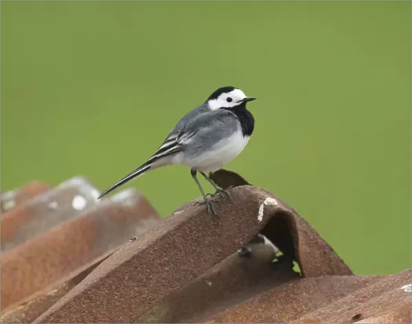 Male White Wagtail, Motacilla alba, The Netherlands