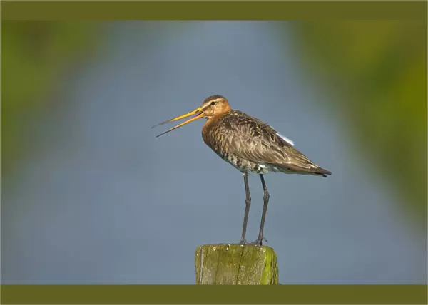 Black-tailed Godwit calling from pole, Limosa limosa, The Netherlands