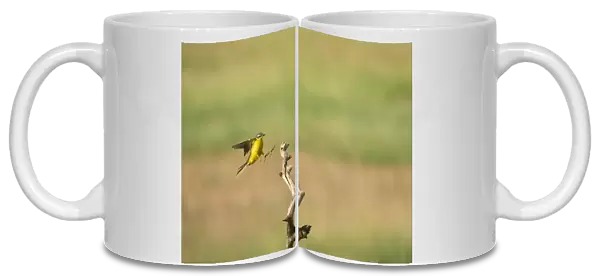 Yellow Wagtail landing on a branch