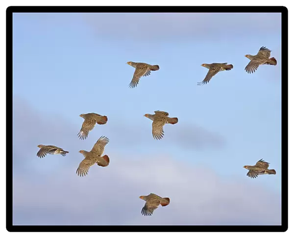 Grey Partridge in flight, Perdix perdix, Finland