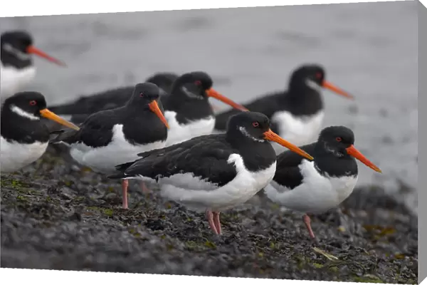 Group of Oystercatchers resting, The Netherlands