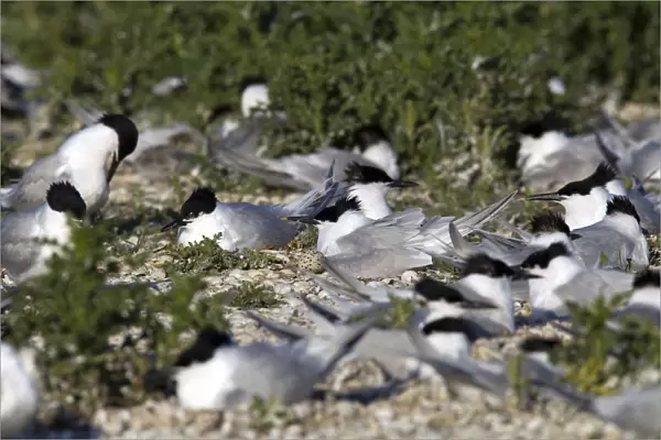 Sandwich Tern group resting in colony, Thalasseus sandvicensis, Netherlands