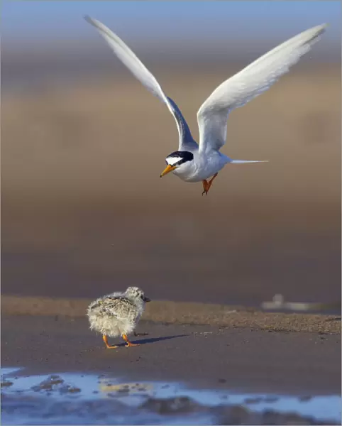 Little Tern adult and juvenile, Sternula albifrons