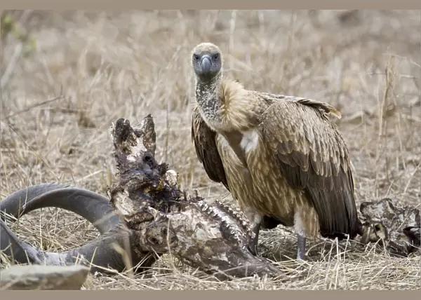 African White-backed Vulture, Gyps africanus