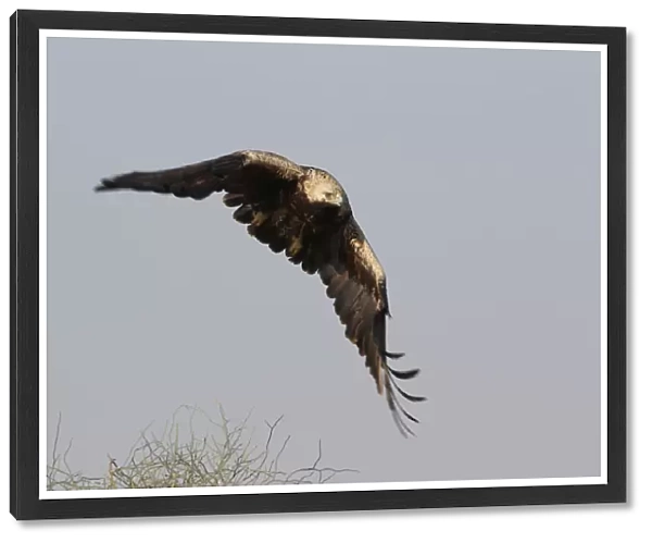 Eastern Imperial Eagle (Aquila heliaca) taking off, Aquila heliaca, India
